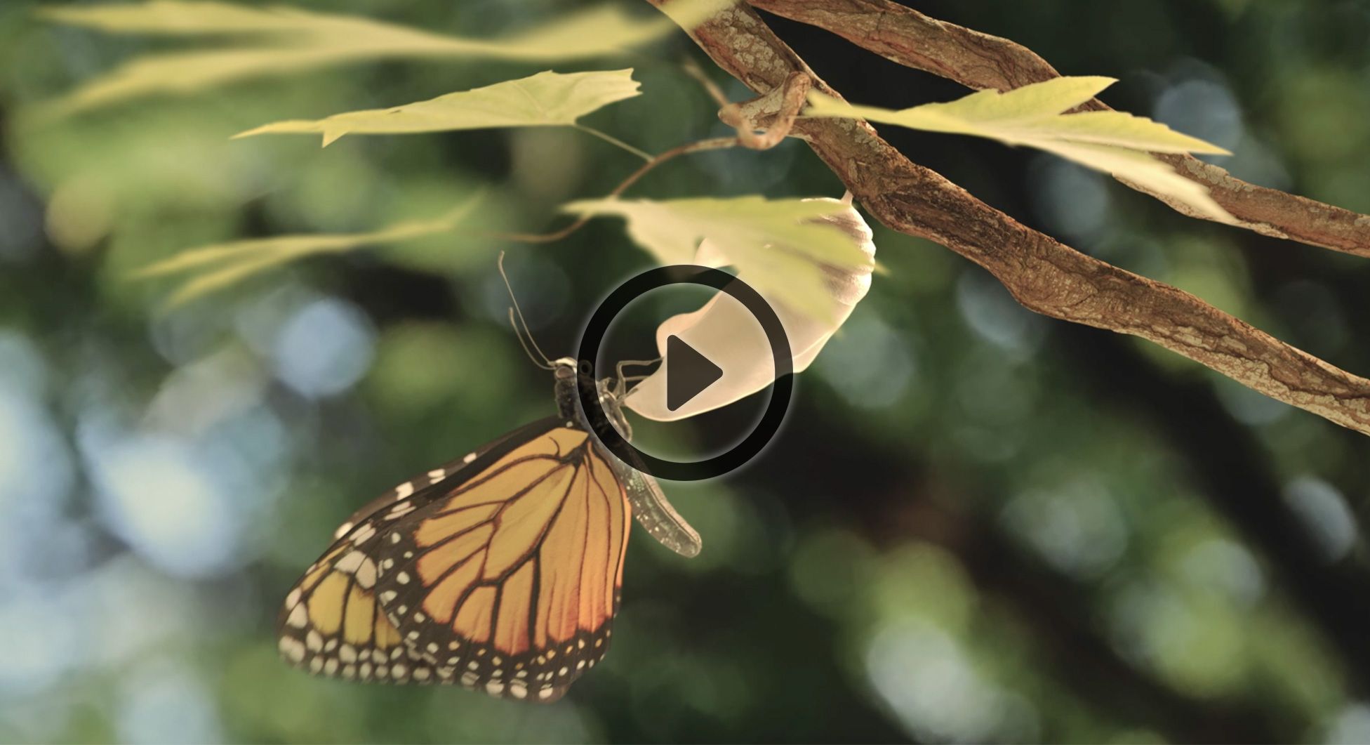 GREEN OAK - Nineteen Groupe