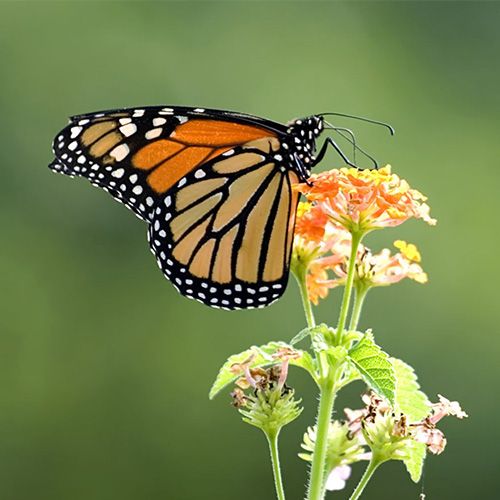 GREEN OAK - Cas Nineteengroupe